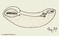 Polyplacophora Gastropoda Scaphopoda Aplacophora