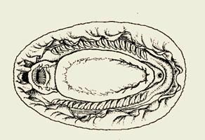 Polyplacophora Mantle cavity Ctenidium Foot Anus 22 Polyplacophora Digestive gland Stomach