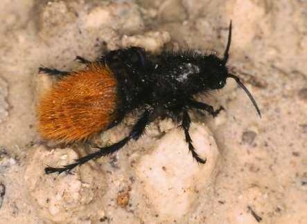 ORDER Hymenoptera Velvet Ant Size small to medium-large Females lacking wings Males resemble scoliids, but lack wing wrinkles