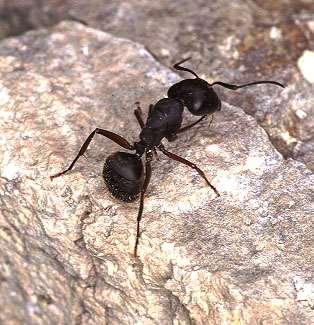 ORDER Hymenoptera Ant Size small to medium All social Only reproductives have wings and then only prior to mating flights Color