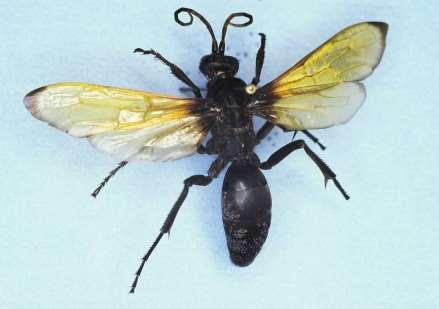 ORDER Hymenoptera Spider Wasp (including tarantula hawk - State Insect of New Mexico) Size small to very large Color variable, but