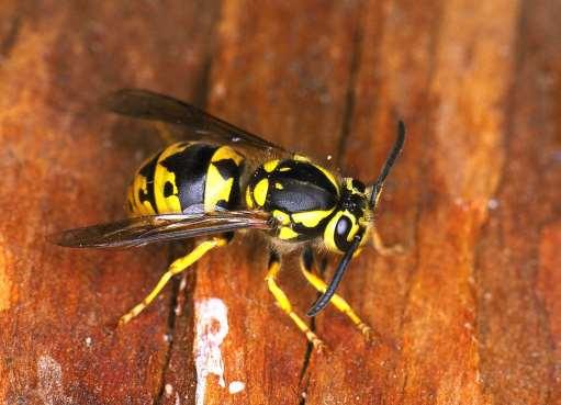 ORDER Hymenoptera Vespid Wasp Size usually medium Often, but not always, social Color variable, but often