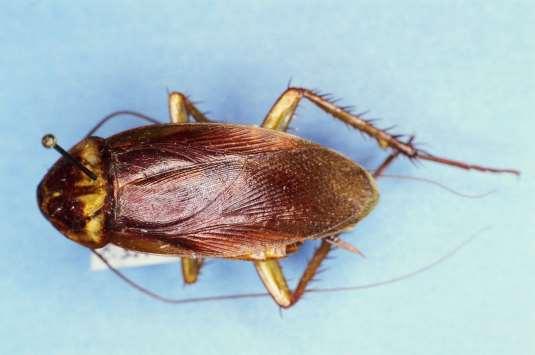 ORDER BLATTARIA American Cockroach Adults with wings Pests in houses, sewers
