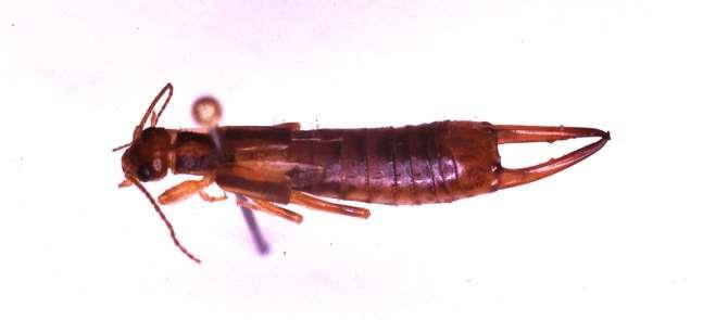 ORDER DERMAPTERA Earwig Wingless or winged With claw-like cerci Usually under plant material Simple