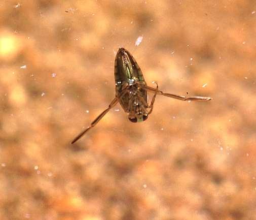 ORDER HEMIPTERA Backswimmer Winged as adults Aquatic Hind legs shaped like oars Front legs NOT