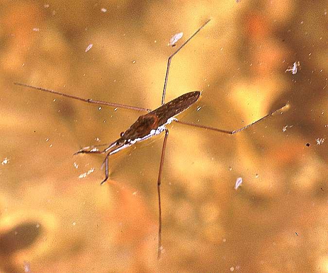 ORDER HEMIPTERA Water Strider Winged as adults Aquatic on surface First legs