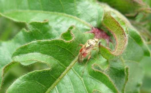 ORDER HEMIPTERA Plant Bug or Leaf Bug Winged as adults Terrestrial Simple