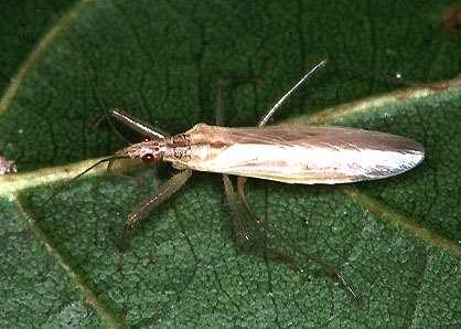 ORDER HEMIPTERA Damsel Bug Wingless or winged as adults Terrestrial Front legs slightly