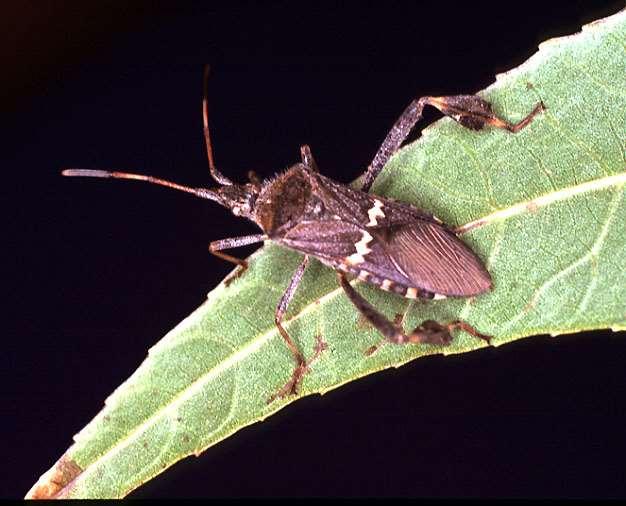 ORDER HEMIPTERA Leaf-footed Plant Bug Winged as adults Terrestrial Hind legs often with
