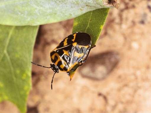 ORDER HEMIPTERA Stink Bug Winged as adults Terrestrial Simple