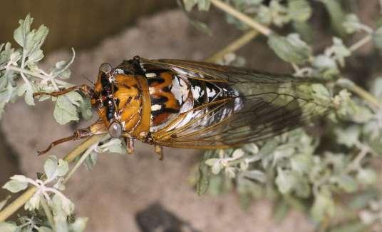 ORDER HOMOPTERA Cicada Winged as adults Terrestrial Males sing from trees in