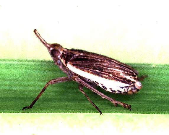 ORDER HOMOPTERA Planthopper Winged as adults Terrestrial Usually with circlets of spines