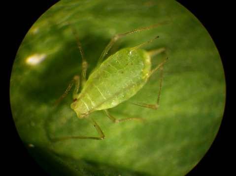 ORDER HOMOPTERA Aphid Wingless or winged as adults Terrestrial With tube-like projections (cornicles) on