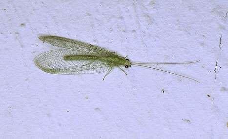 ORDER NEUROPTERA Green Lacewing Adults with many-veined wings