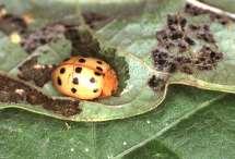 ORDER COLEOPTERA Ladybird Beetle Hemispherical in body