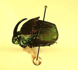ORDER COLEOPTERA Scarab Beetle Anterior