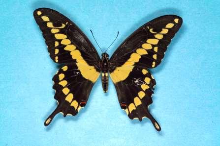 ORDER LEPIDOPTERA Swallowtail Our largest butterflies Color variable, many with black and yellow Hind wings usually