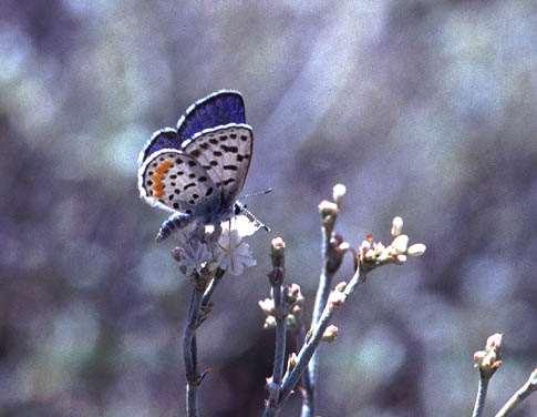 Hind wings with or without without tails Larvae feed on plants