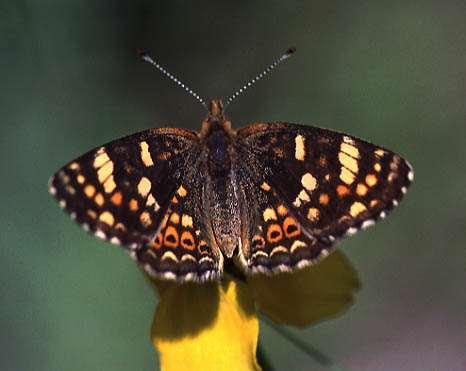 Hind wings without tails Larvae feed on plants