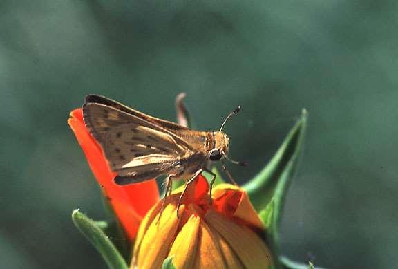 ORDER LEPIDOPTERA Skipper Size variable Color usually dark, often with spots Hind wings with or without