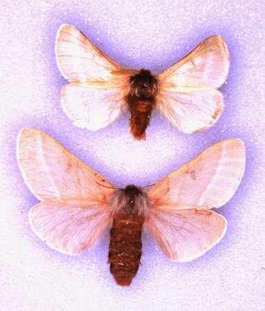 ORDER LEPIDOPTERA Giant Silkworm Moth Usually large to very large Color varies, often with eye-spots on hind wing or both