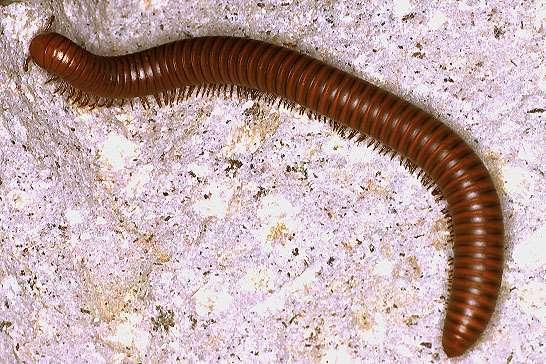 NON-INSECTS CLASS DIPLOPODA Millipede Not true insects 2 pairs of