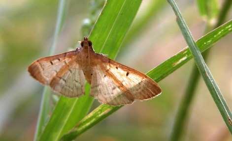 ORDER LEPIDOPTERA Pyralid Moth Size usually small Color often very light, often white Palpi usually prominent