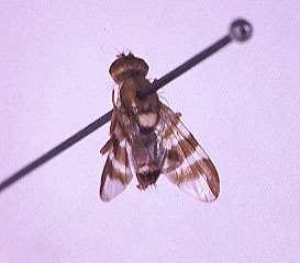 ORDER DIPTERA Picture-Wing Fly Size small One pair of wings Color variable, but usually with dark bands or