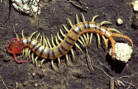 NON-INSECTS CLASS CHILOPODA Centipede Not true insects 1 pair of