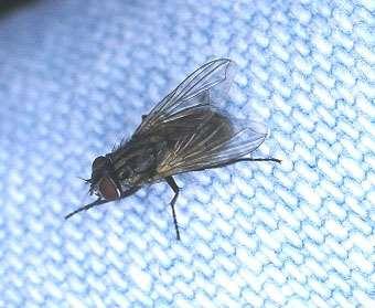 ORDER DIPTERA Muscid Fly Size small One pair of wings Color usually gray, with spotted