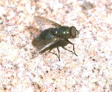 ORDER DIPTERA Blow Fly Size medium One pair of wings Color usually metallic blue, green or purple Adults feed on