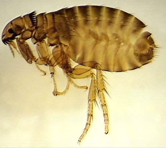 ORDER SIPHONAPTERA Flea Size small Wingless Laterally flattened Color usually dark Adults feed