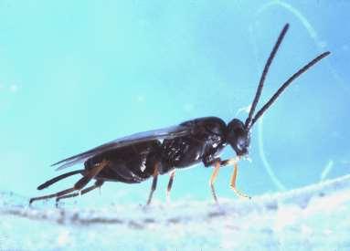 ORDER Hymenoptera Braconid Wasp Size small to medium One recurrent vein in forewing Color variable Adults feed on