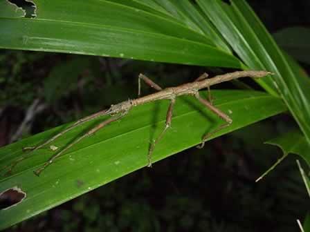 jumping Females with egg laying tube (ovipositor
