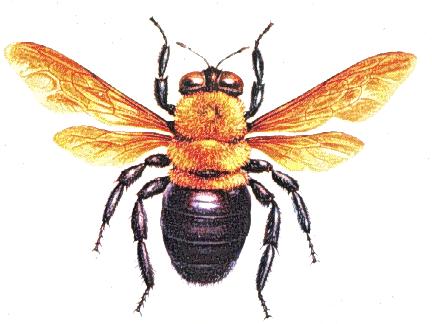 Hymenoptera Bees, ants,