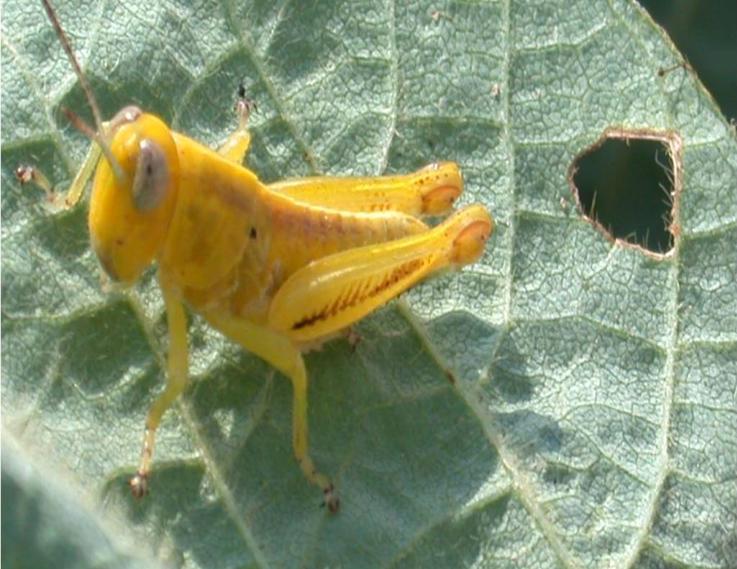 bugs) Homoptera (cicadas &