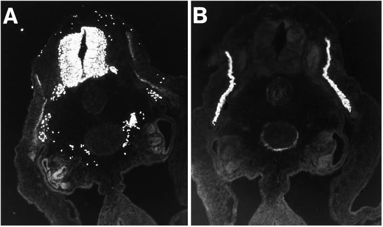 Influence of axial structures on myogenesis 3077 the extirpation of the neural tube, while all paired somites located rostrally or caudally to the operation area developed normal myotomes (Fig.