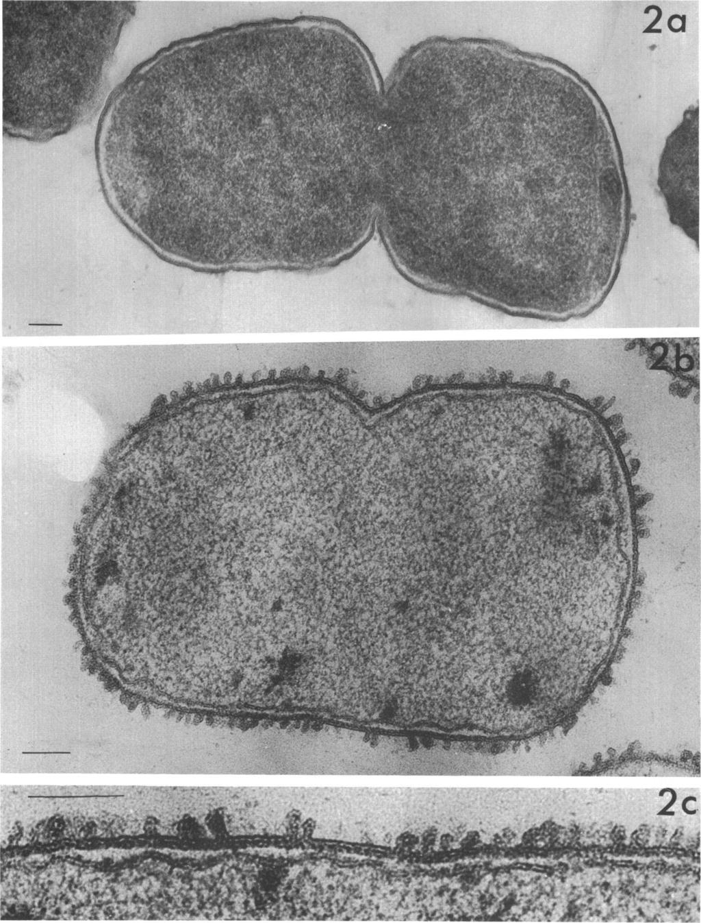 450 NOTES J. BACTERIOL. A.....'. Downloaded from http://jb.asm.org/ on September 16, 2018 by guest FIG. 2. Thin sections of E. coli B. (a) Untreated cell. X 63,000.