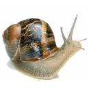 2 Phylum Mollusca Molluscs form a large part of the animal kingdom, comprising over fifty thousand known and described species.