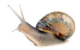 typical of molluscs: Generally, combinations of the following characteristics are The lower surface of the body has developed into a muscular, creeping foot.