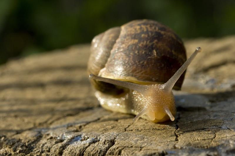 9 Reproduction Slugs and snails are monoecious i.e. they have both sexes within the same body.