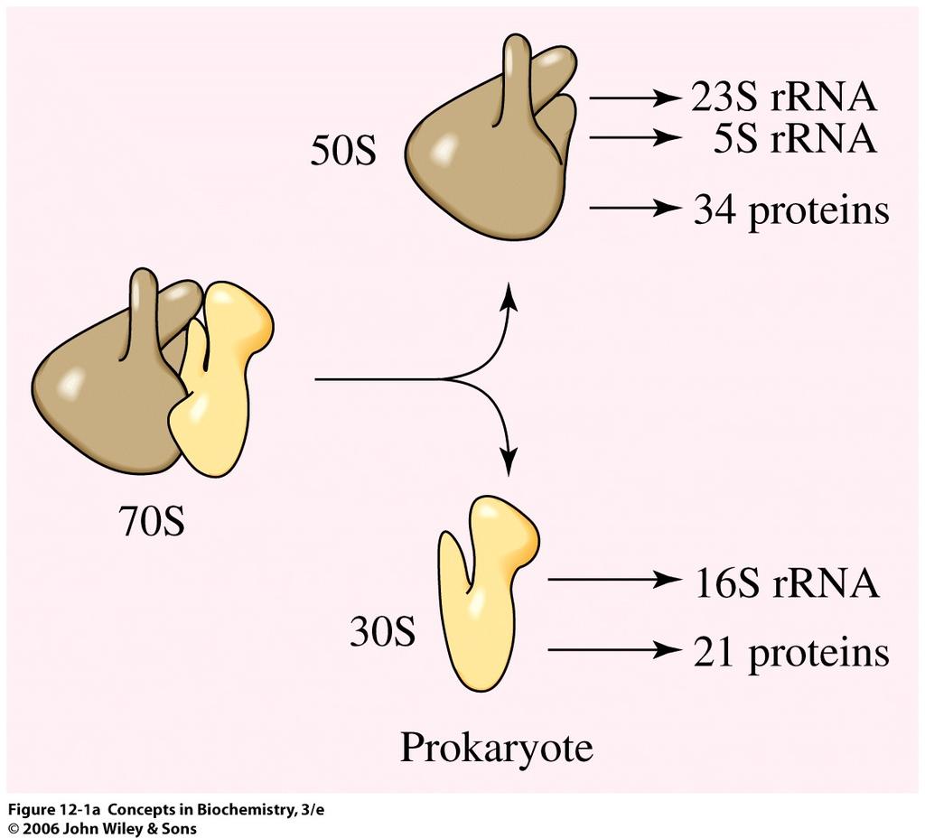TranslaCon occurs in the ribosomes.
