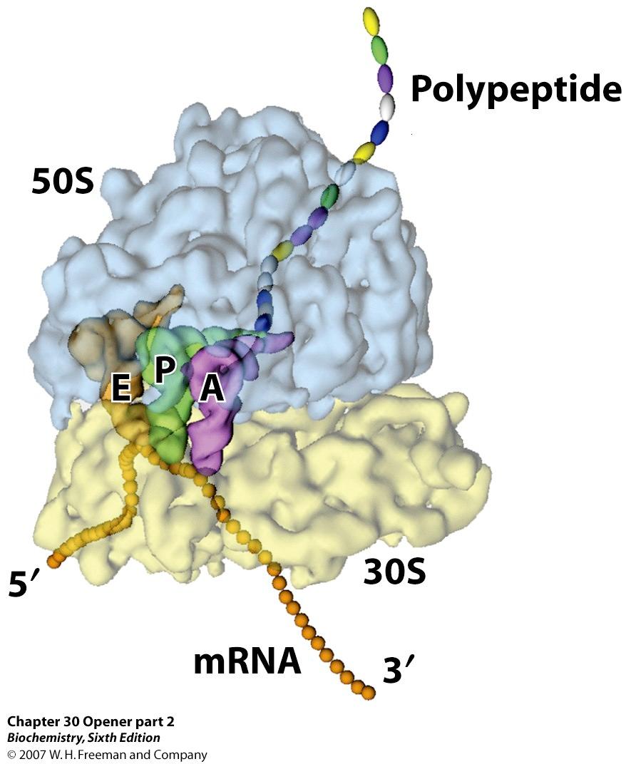 Ribosomes move along mrna templates deciphering the code, bring along adaptor molecules carrying amino acids