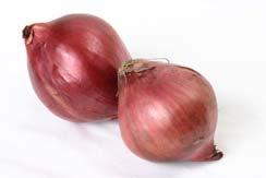 onions, white onions do not contain significant quantities of certain phenolic