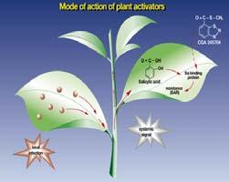 Induction of Systemic Acquired Resistance 1- Plant is primed to rapidly produce reactive oxyge