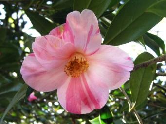 saluenensis Hong Kong Small single campanulate flower, light pink with red streaks.