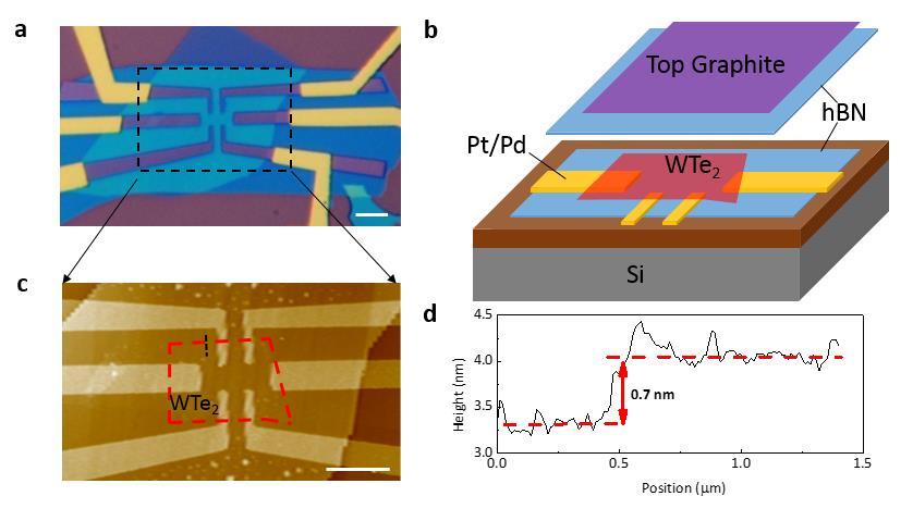 of a double-side gated device. After encapsulation, atomic force microscopy (AFM) was used to confirm the thickness of WTe2. Clean edges produced step heights of approximately 0.7 nm for monolayers.