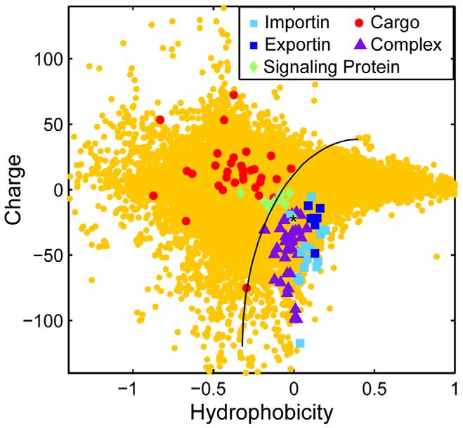 Discussion Our study finds that transport receptors are more negatively charged than the majority of cellular proteins.