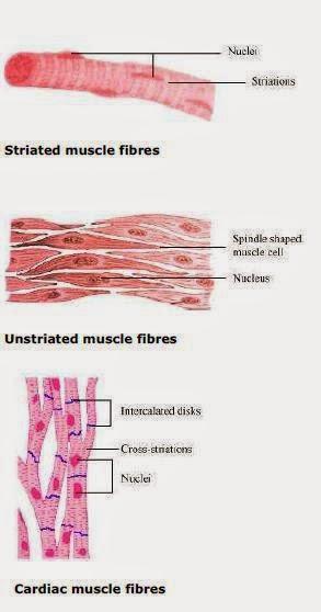 7. What is the specific function of the cardiac muscle?