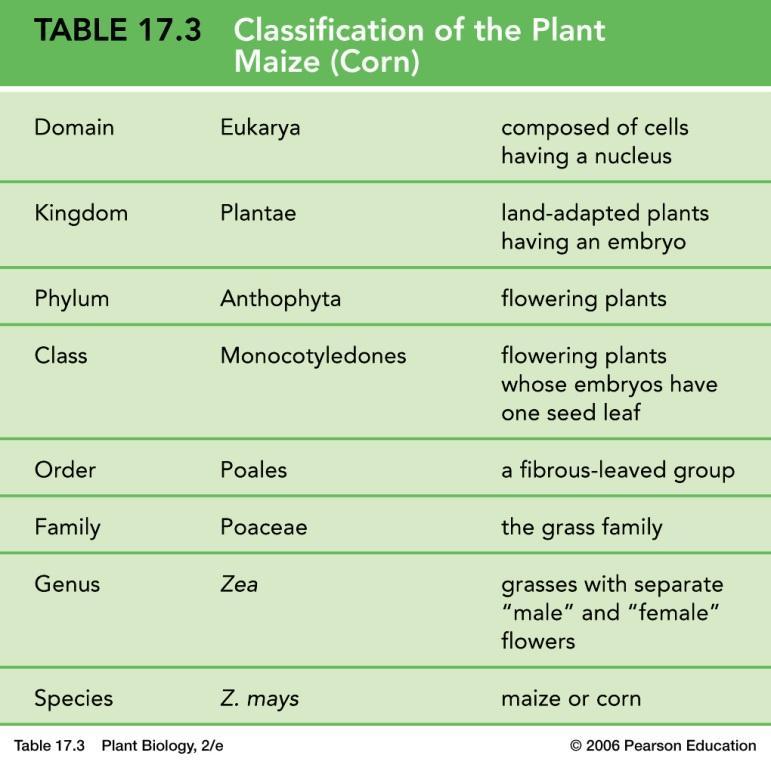 Classification-Botanical nomenclature Scientific names Generic name: Amorphophallus Species name: titanum (specific epithet) Scientific names are generally based in classical languages such as Greek